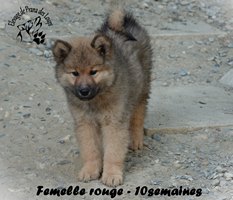 chiot eurasier